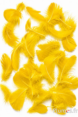 Oca - 4-6 cm - giallo